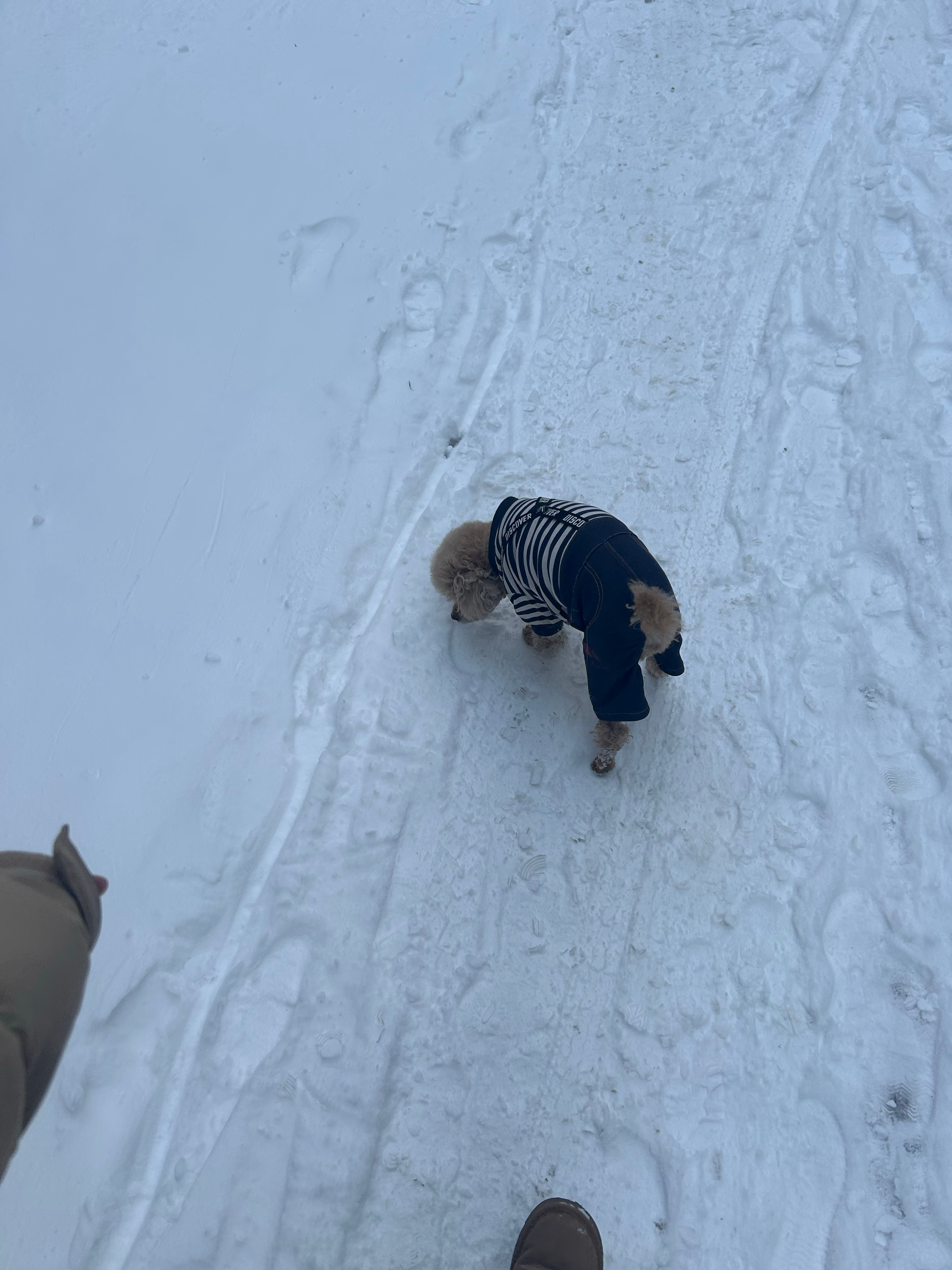 狗狗的滑稽滑雪秀，踩上女生身上的惊喜冒险