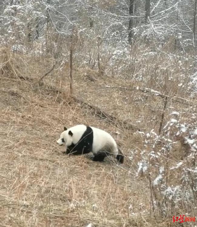 野生大熊猫公路上边跑边扭屁股，萌态可掬的自然奇观