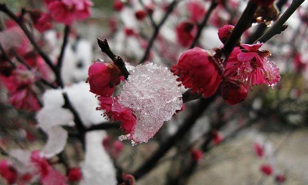 冬去春会来，雪化花会开