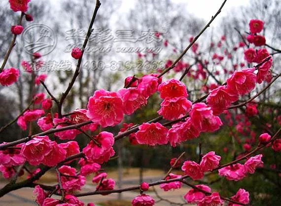 南京玄武湖罕见六瓣梅花盛开，惊艳全城！探寻梅花的神奇魅力与背后的故事