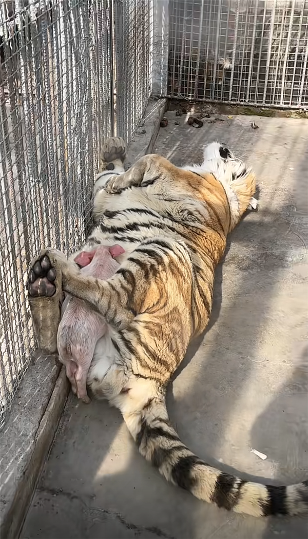 揭秘扮猪吃老虎，背后的真相令人震惊！