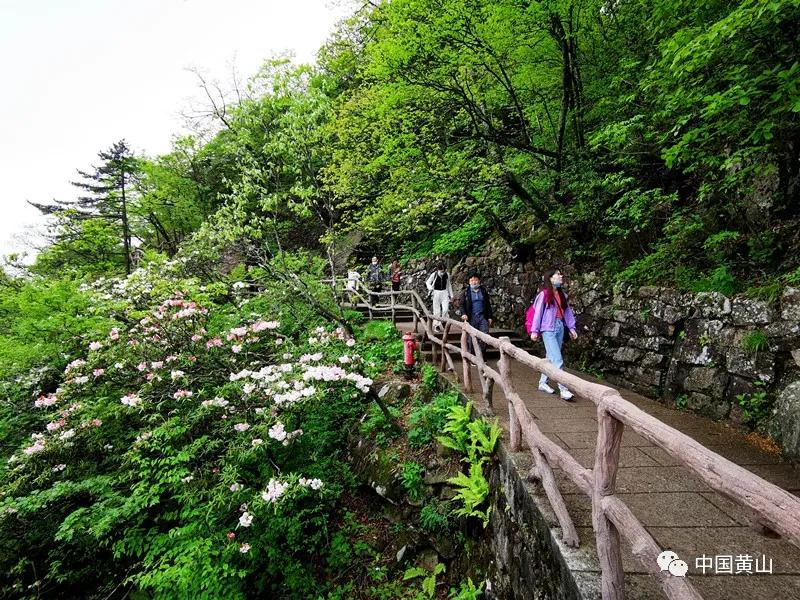 安徽黄山部分游步道临时关闭，背后原因引人关注