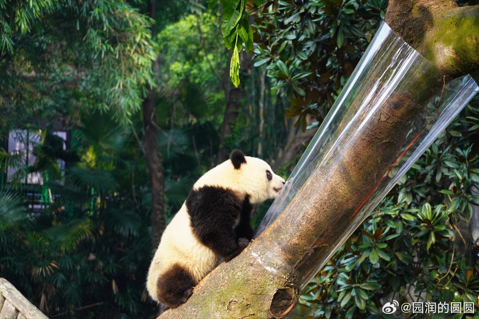 紧急通报熊猫莽灿灿伤情告急，牵动万千人心！澳门深度关注！