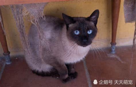 流浪猫带着孩子见经常投喂它的人类