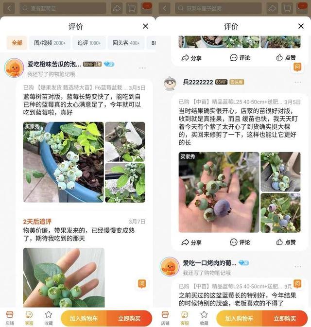 蓝莓盆栽热潮席卷全国，一个月成交超百万盆，究竟是何原因？